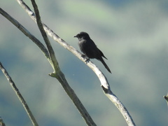 Melaenornis pammelaina