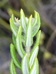 Phylica ampliata