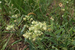Hermannia grandistipula