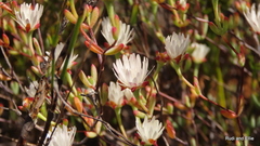 Lampranthus falcatus