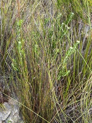 Phylica ampliata
