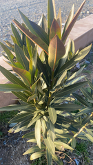Nerium oleander