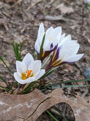 Crocus hyemalis