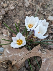 Crocus hyemalis