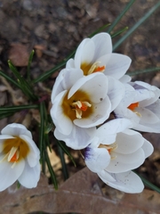 Crocus hyemalis