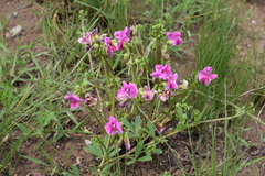 Sphenostylis angustifolia