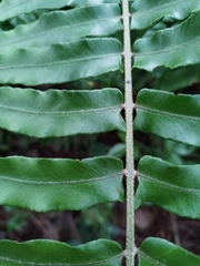 Nephrolepis pseudobiserrata