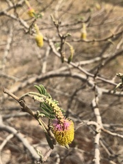 Dichrostachys cinerea