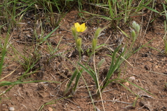 Hypoxis