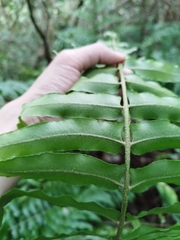 Nephrolepis pseudobiserrata