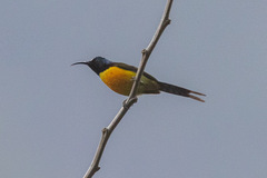 Aethopyga nipalensis