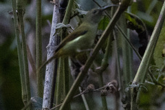 Aethopyga nipalensis