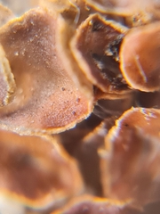 Sphaeropezia melaneliae