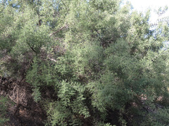 Condalia globosa