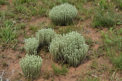 Helichrysum herbaceum