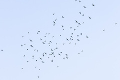 Chloris ambigua
