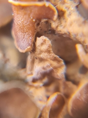 Sphaeropezia melaneliae