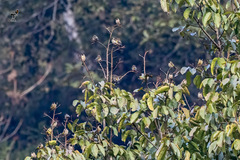 Chloris ambigua