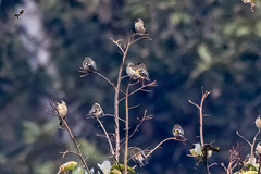 Chloris ambigua