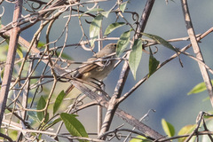 Phoenicurus hodgsoni