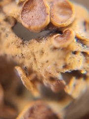 Sphaeropezia melaneliae