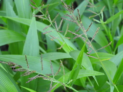 Setaria megaphylla