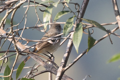 Phoenicurus hodgsoni