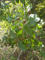 Mitragyna parvifolia
