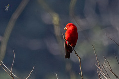 Carpodacus sipahi