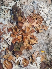 Sphaeropezia melaneliae