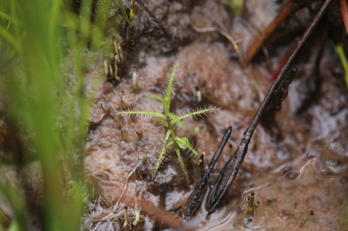 Drosera fragrans
