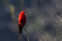 Carpodacus sipahi