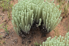 Helichrysum herbaceum