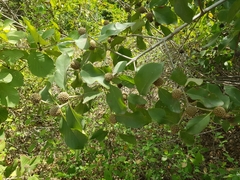 Mitragyna parvifolia