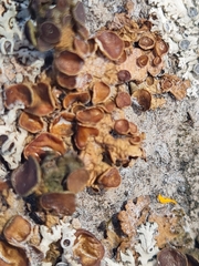 Sphaeropezia melaneliae