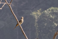 Phoenicurus auroreus