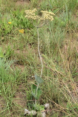 Helichrysum pallidum