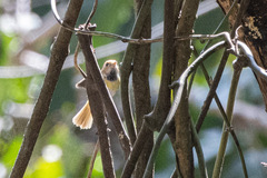 Abroscopus albogularis