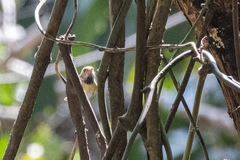 Abroscopus albogularis