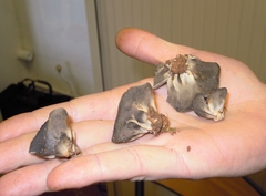 Helvella costifera