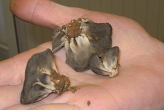 Helvella costifera