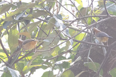 Yuhina bakeri