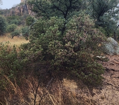 Arctostaphylos pungens