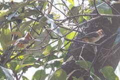 Yuhina bakeri
