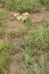 Helichrysum pallidum