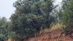 Arctostaphylos pungens