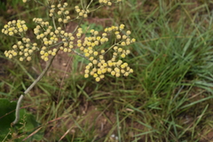 Helichrysum pallidum