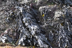 Fucus serratus