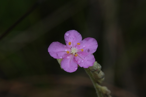 Drosera fulva (Drosera fulva)