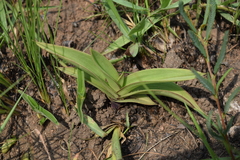 Eulophia clitellifera